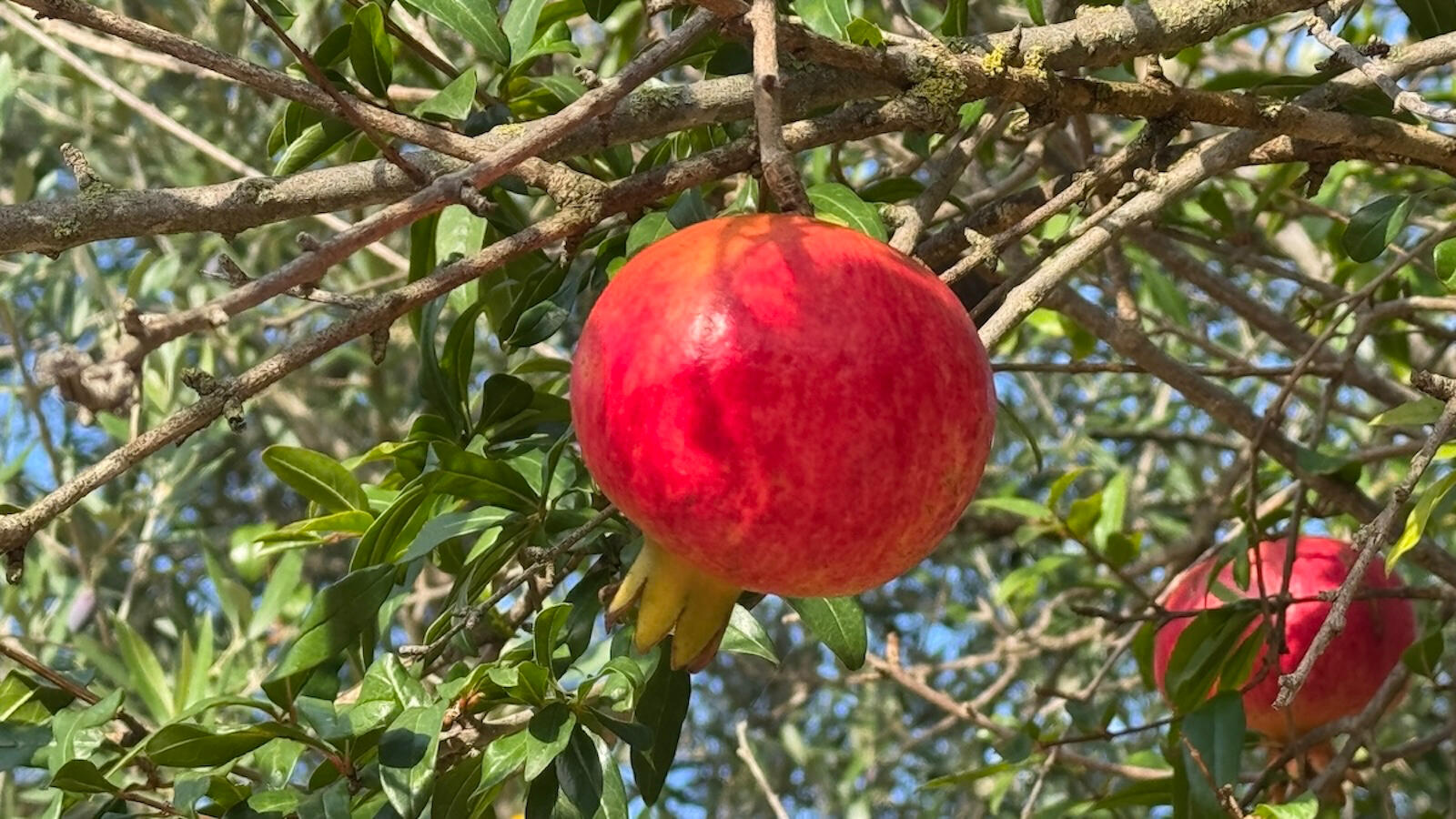 Früchte des Gartens: Granatapfel, Zitrone, Mandarine, Orange, Vispero, Apfel.